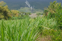 IMGP2644